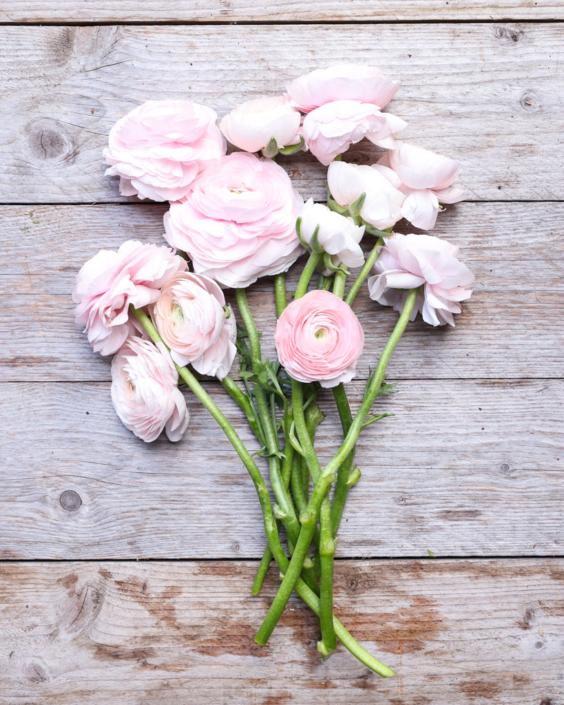 Üppige Blüten der Ranunkel Cloni Success® Hanoi in Pastellrosa mit grünem Zentrum