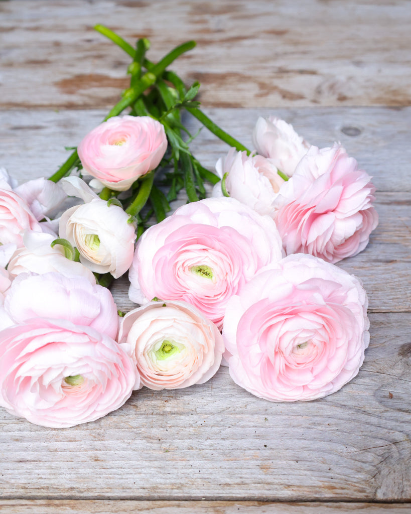 Üppige Blüten der Ranunkel Cloni Success® Hanoi in Pastellrosa mit grünem Zentrum