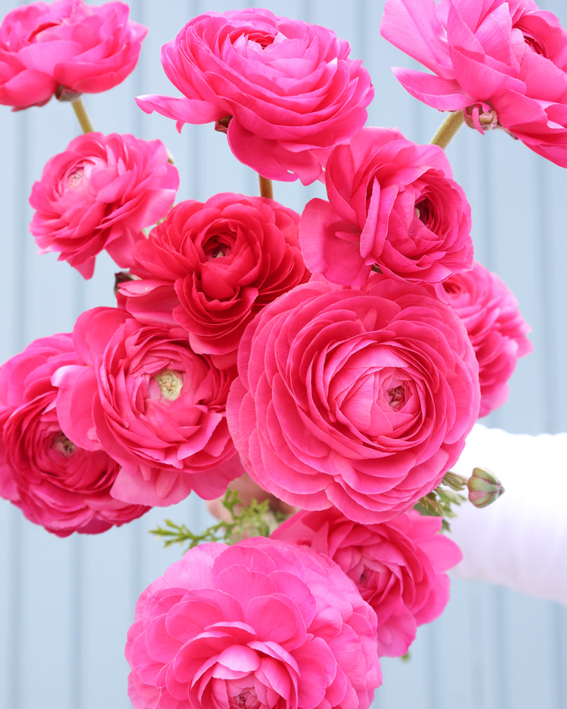 Leuchtend pinkfarbene Blüte der Ranunkel Elegance® Hot Pink 722-12