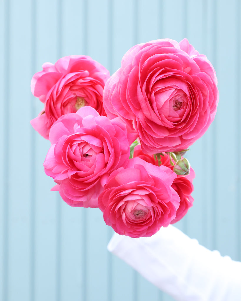 Leuchtend pinkfarbene Blüte der Ranunkel Elegance® Hot Pink 722-12