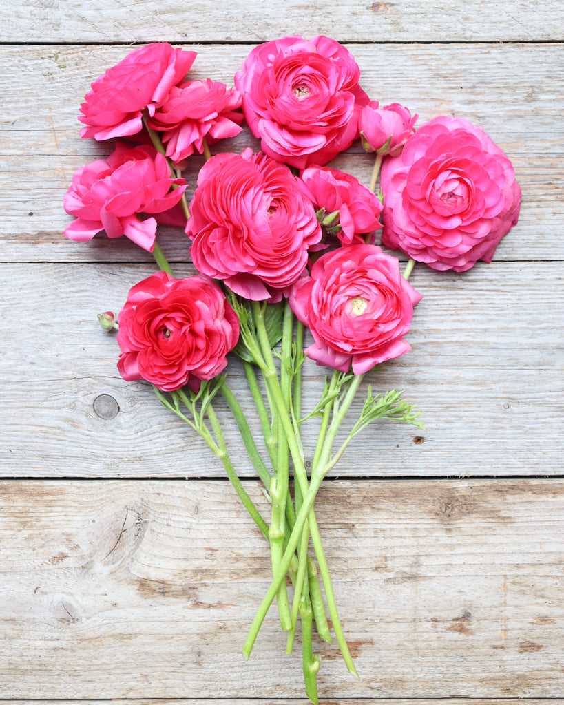 Leuchtend pinkfarbene Blüte der Ranunkel Elegance® Hot Pink 722-12