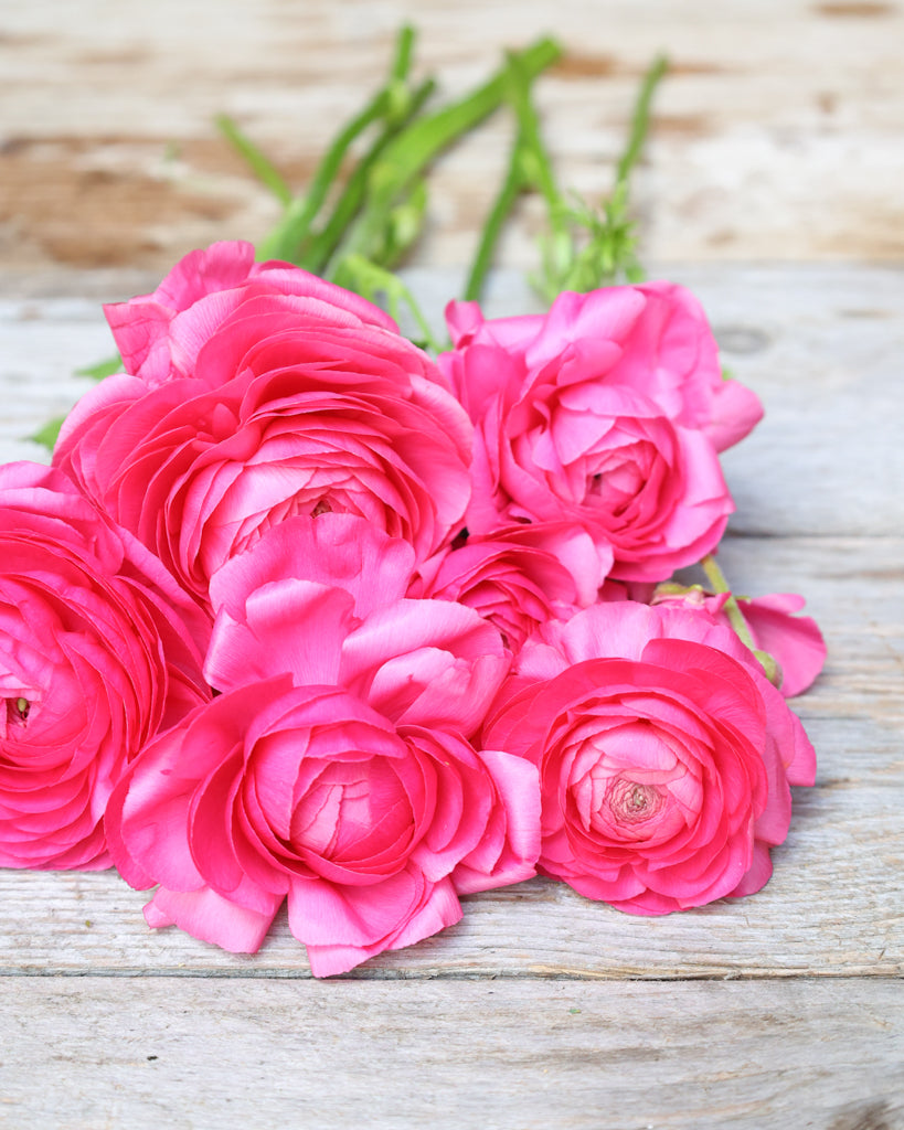 Leuchtend pinkfarbene Blüte der Ranunkel Elegance® Hot Pink 722-12