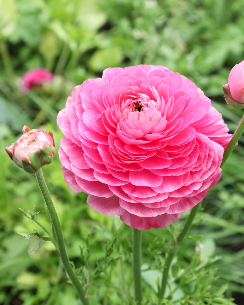 Leuchtend pinkfarbene Blüte der Ranunkel Elegance® Hot Pink 722-12