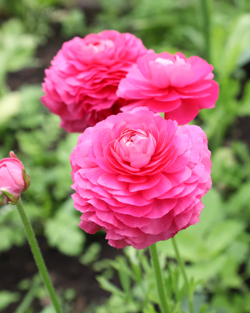 Leuchtend pinkfarbene Blüte der Ranunkel Elegance® Hot Pink 722-12