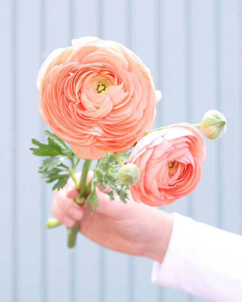 Apricot-lachsfarbene Blüten der Ranunkel Elegance® Salmone mit zartrosa Nuancen