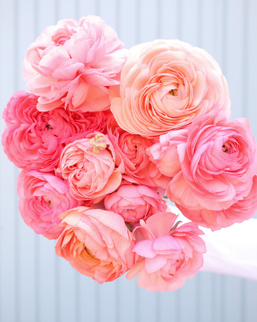 Apricot-lachsfarbene Blüten der Ranunkel Elegance® Salmone mit zartrosa Nuancen