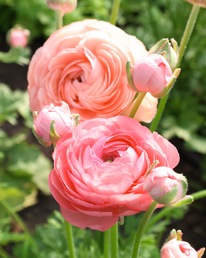 Apricot-lachsfarbene Blüten der Ranunkel Elegance® Salmone mit zartrosa Nuancen