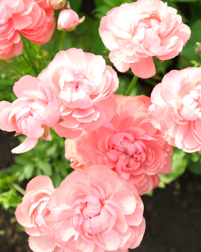 Apricot-lachsfarbene Blüten der Ranunkel Elegance® Salmone mit zartrosa Nuancen