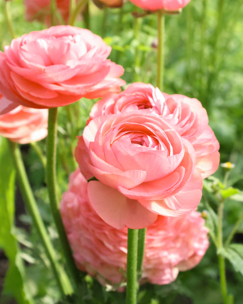 Apricot-lachsfarbene Blüten der Ranunkel Elegance® Salmone mit zartrosa Nuancen