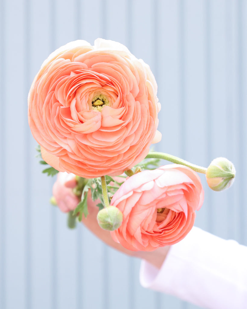 Apricot-lachsfarbene Blüten der Ranunkel Elegance® Salmone mit zartrosa Nuancen