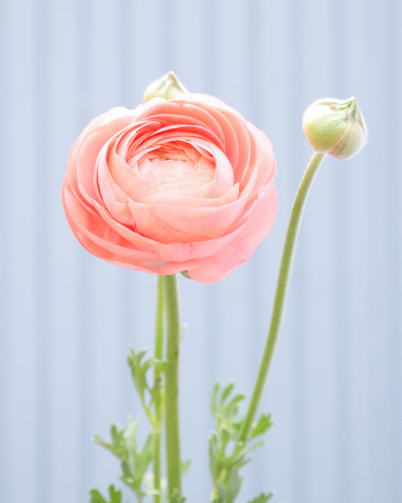 Apricot-lachsfarbene Blüten der Ranunkel Elegance® Salmone mit zartrosa Nuancen