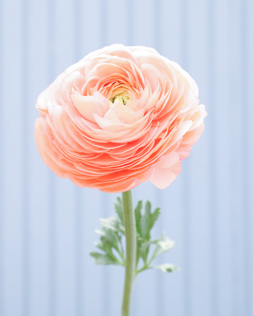 Apricot-lachsfarbene Blüten der Ranunkel Elegance® Salmone mit zartrosa Nuancen