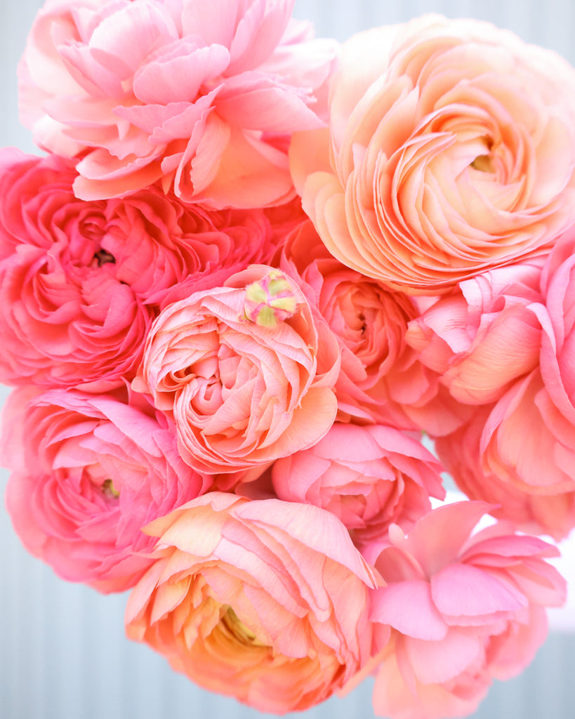 Apricot-lachsfarbene Blüten der Ranunkel Elegance® Salmone mit zartrosa Nuancen