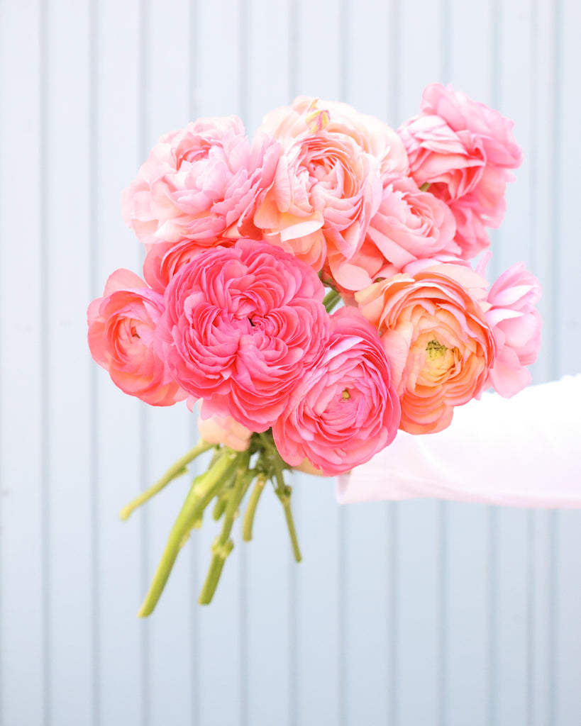 Apricot-lachsfarbene Blüten der Ranunkel Elegance® Salmone mit zartrosa Nuancen