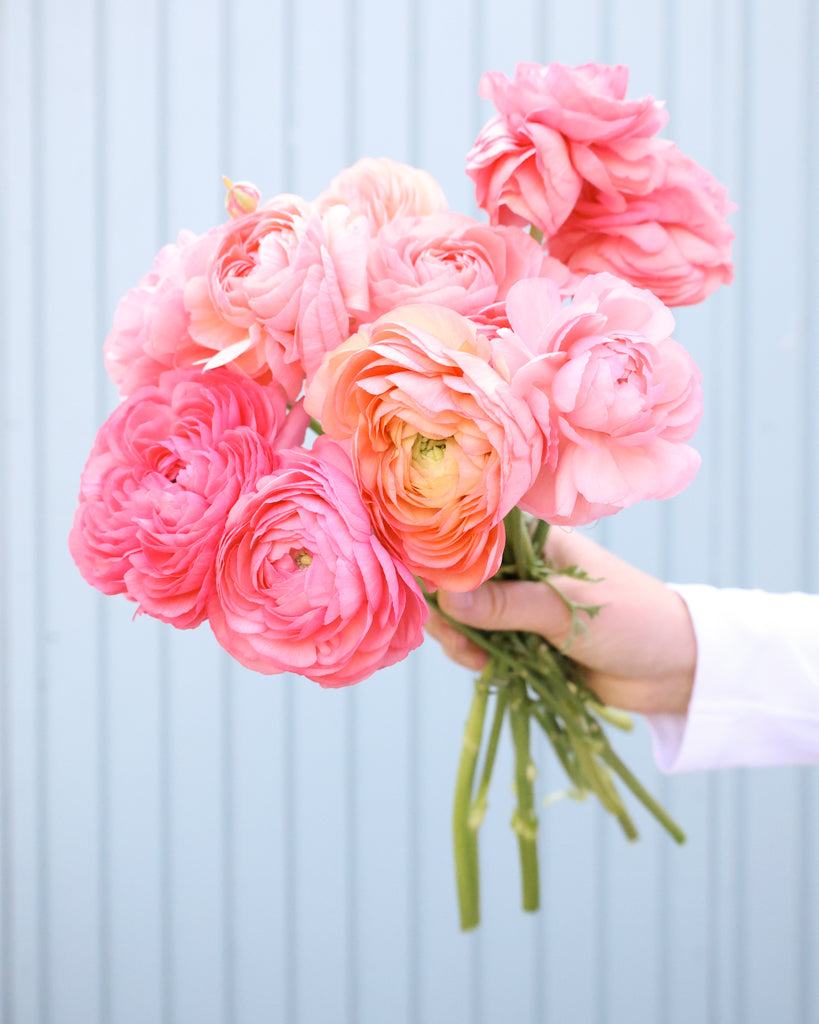 Apricot-lachsfarbene Blüten der Ranunkel Elegance® Salmone mit zartrosa Nuancen