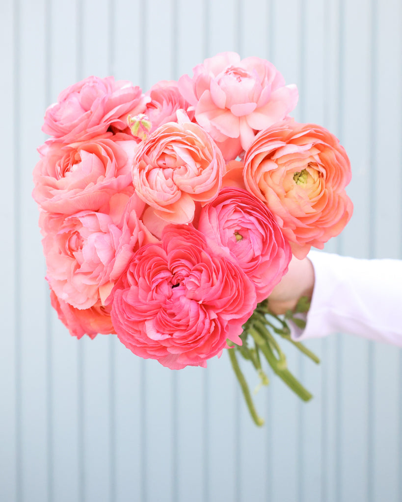 Apricot-lachsfarbene Blüten der Ranunkel Elegance® Salmone mit zartrosa Nuancen