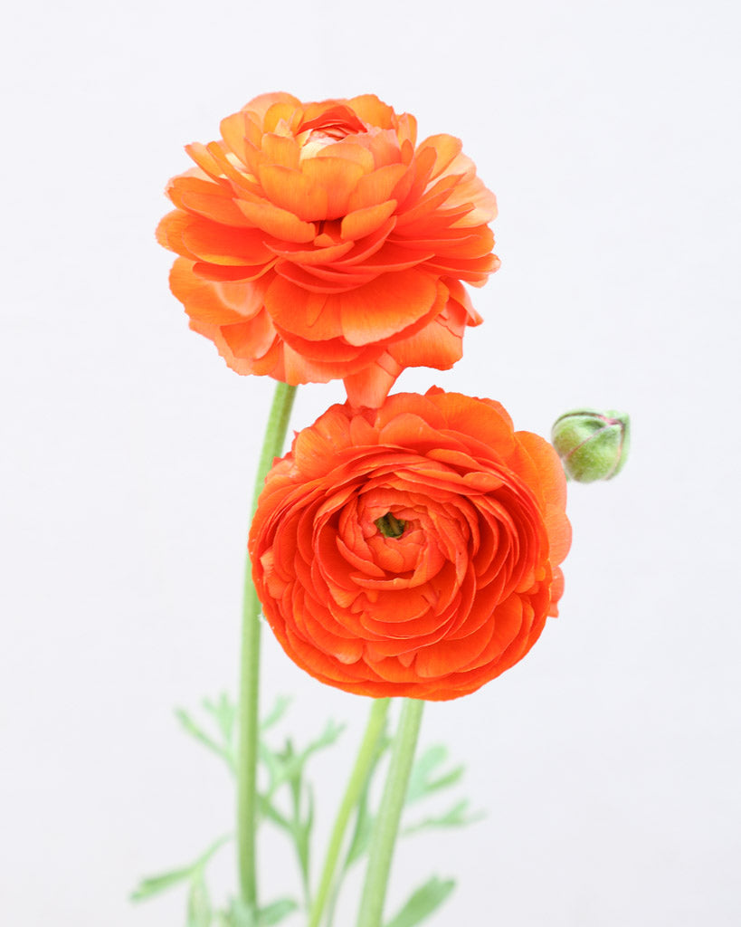 Eine Ranunkelblüte und eine Knospe in einem fröhlichen orange der Sorte Elegance® Clementine vor einem hellblauen Hintergrund.