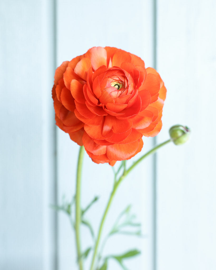 Eine Ranunkelblüte und eine Knospe in einem fröhlichen orange der Sorte Elegance® Clementine vor einem hellblauen Hintergrund.