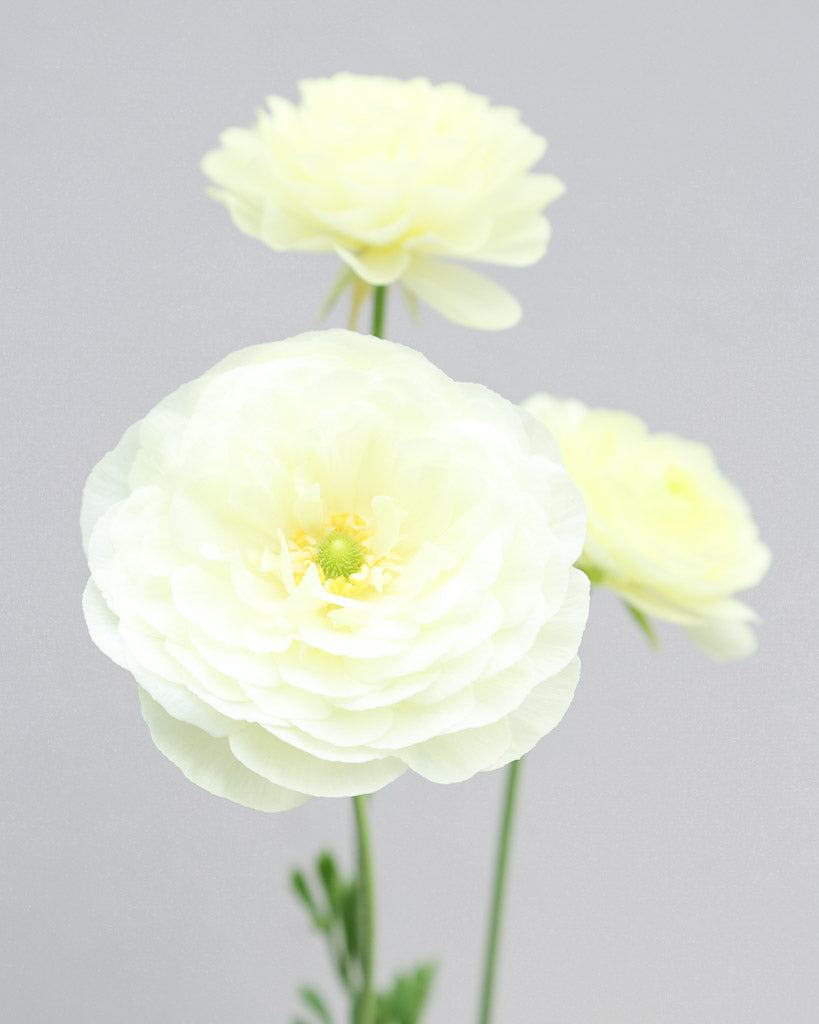 Drei Ranunkeln in einem schlichten Creme, welches je nach Lichteinfall leicht in ein zitronengelb wechseln kann, der Sorte Elegance® Crema 43-99 vor einem hellen Hintergrund.