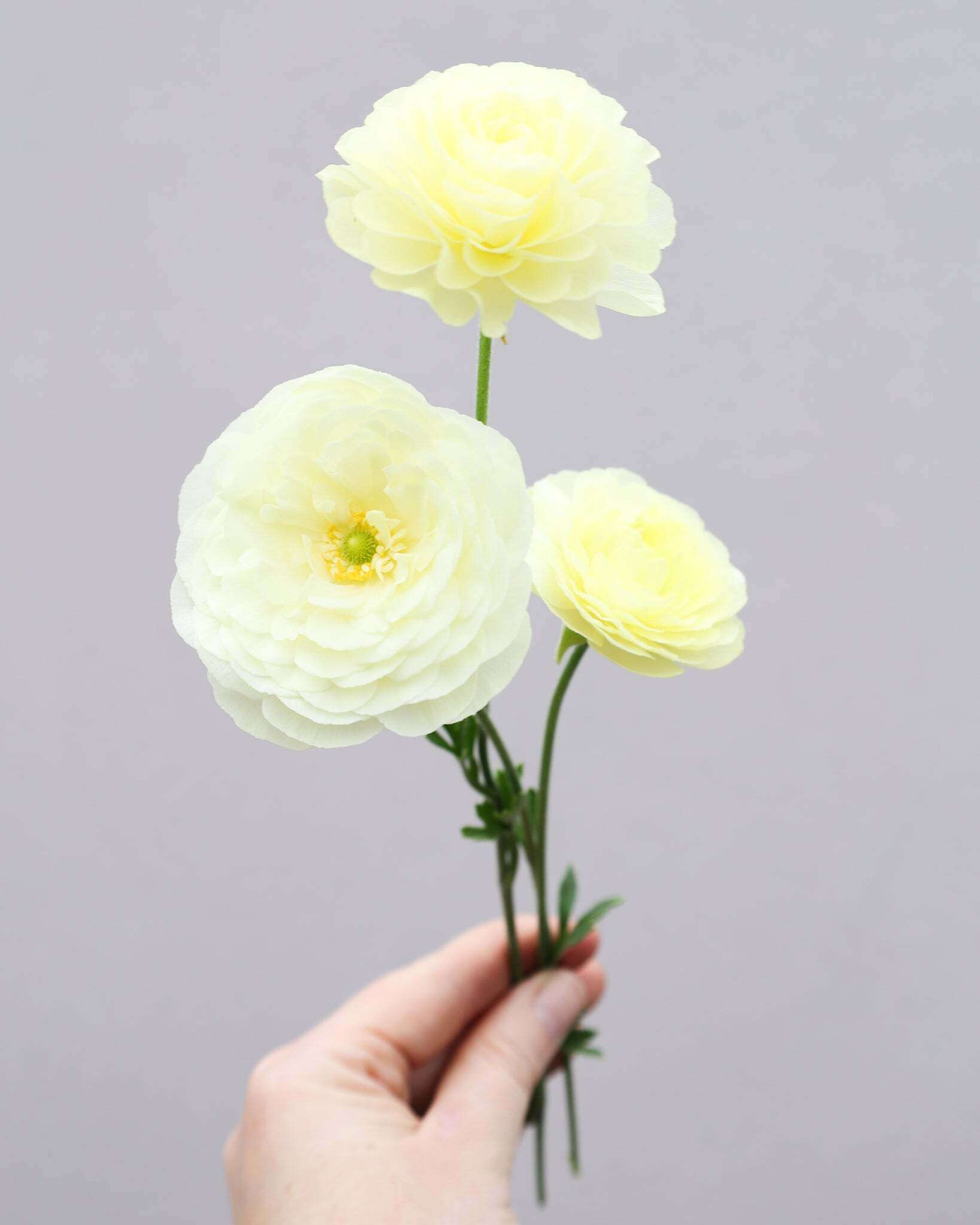 Drei Ranunkeln in einem schlichten Creme, welches je nach Lichteinfall leicht in ein zitronengelb wechseln kann, der Sorte Elegance® Crema 43-99 vor einem hellen Hintergrund.