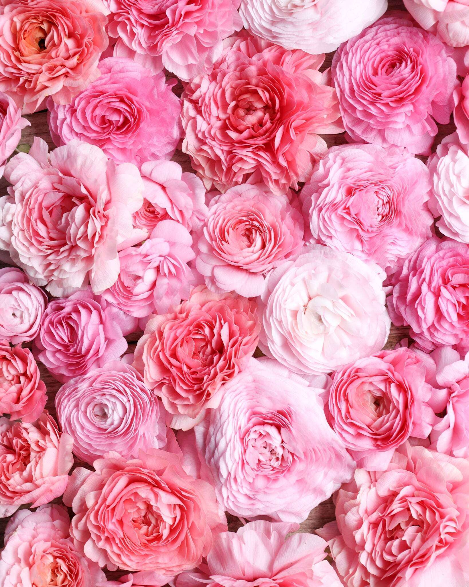 Ranunkelblüten in verschiedenen pastellrosa Tönen der Sorte Elegance® Pastello 127-00 dicht nebeneinander gelegt.