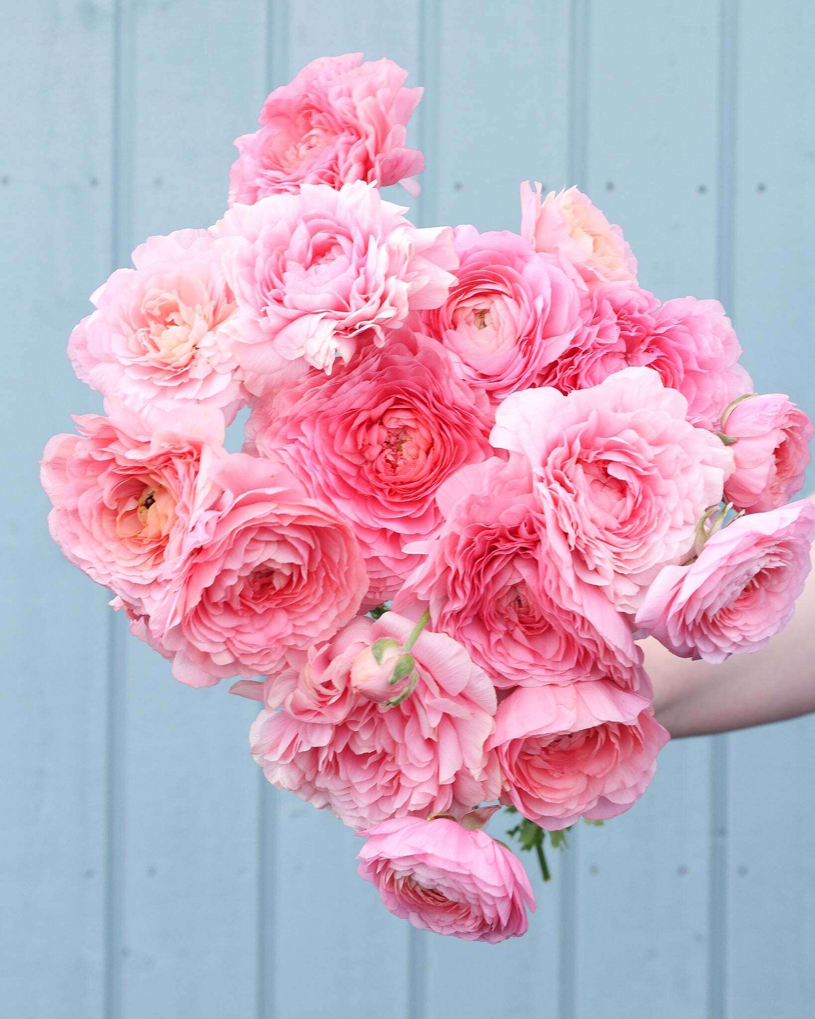 Strauß Ranunkeln in verschiedenen pastellrosa Tönen der Sorte Elegance® Pastello 127-00 vor einem hellblauen Hintergrund.