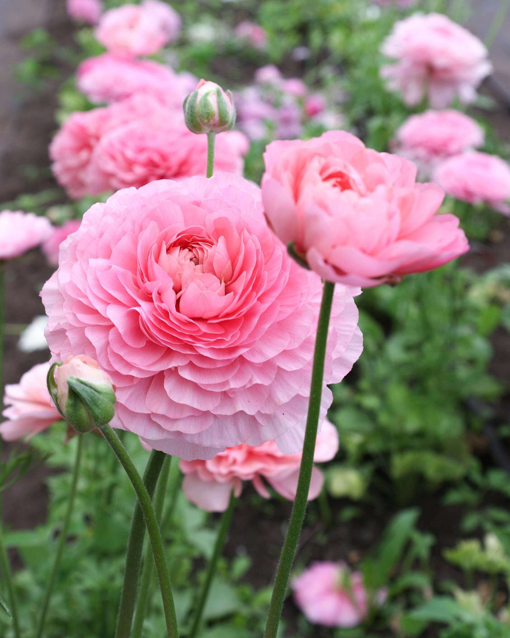 Mehrere Ranunkeln in verschiedenen pastellrosa Tönen der Sorte Elegance® Pastello 127-00 in einem Beet.