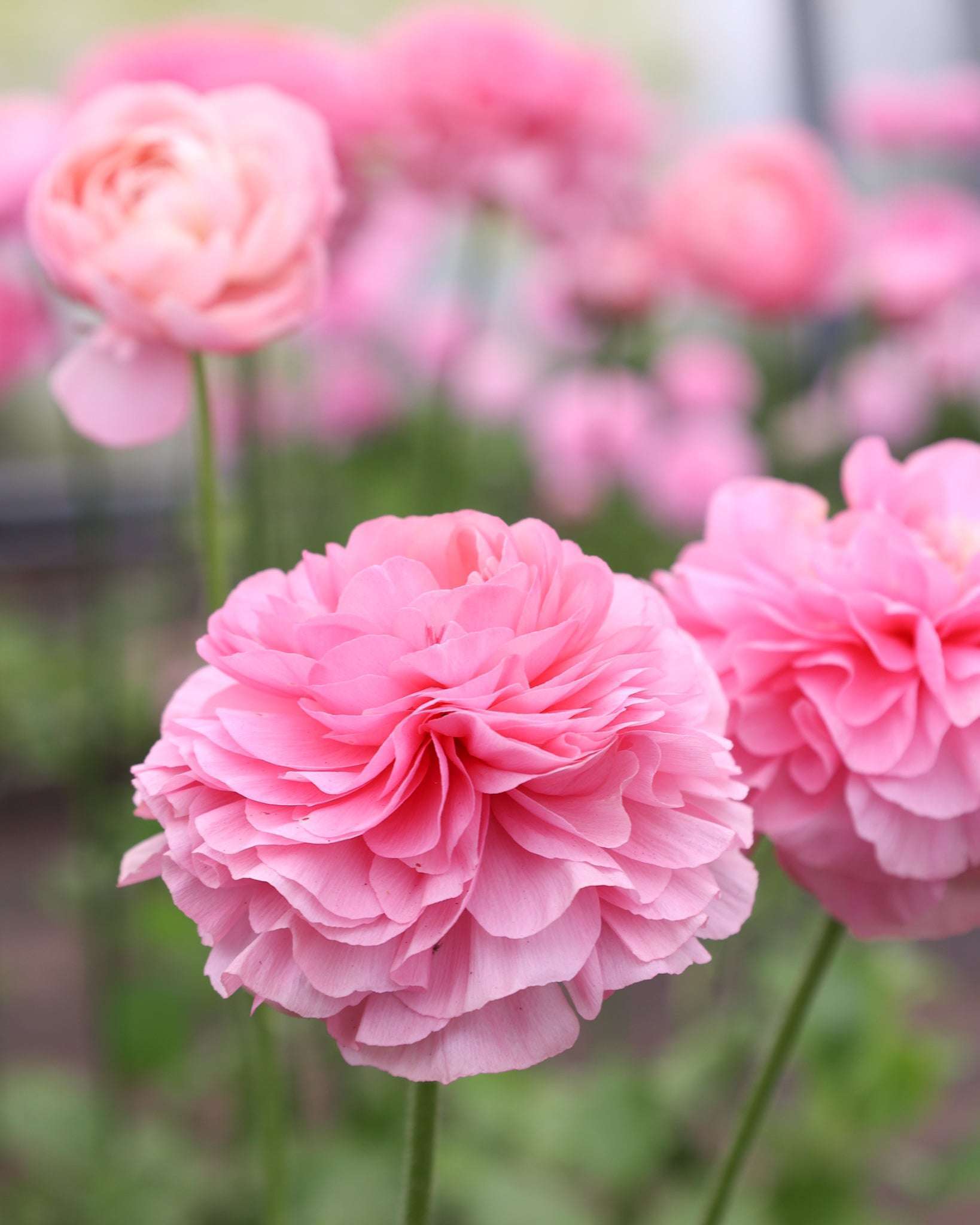 Mehrere Ranunkeln in verschiedenen pastellrosa Tönen der Sorte Elegance® Pastello 127-00 in einem Beet, von denen eine im Vordergrund steht..