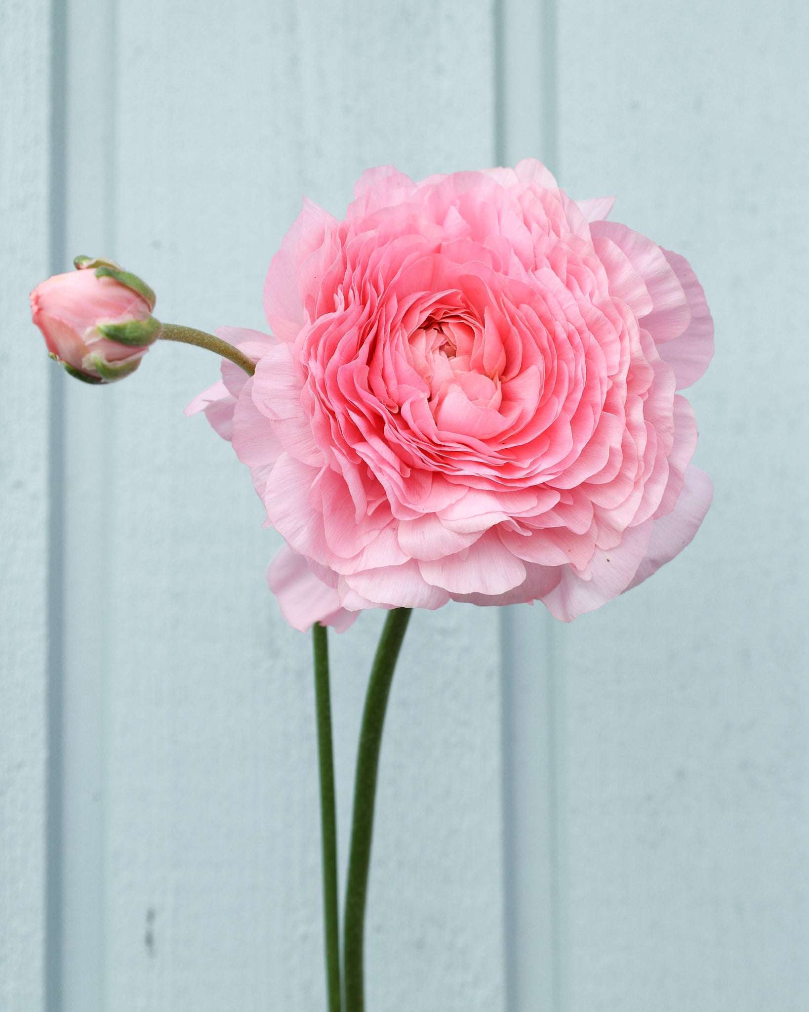 Eine Ranunkelblüte und Knospe in einem pastellrosa Ton der Sorte Elegance® Pastello 127-00 vor einem hellen Hintergrund.
