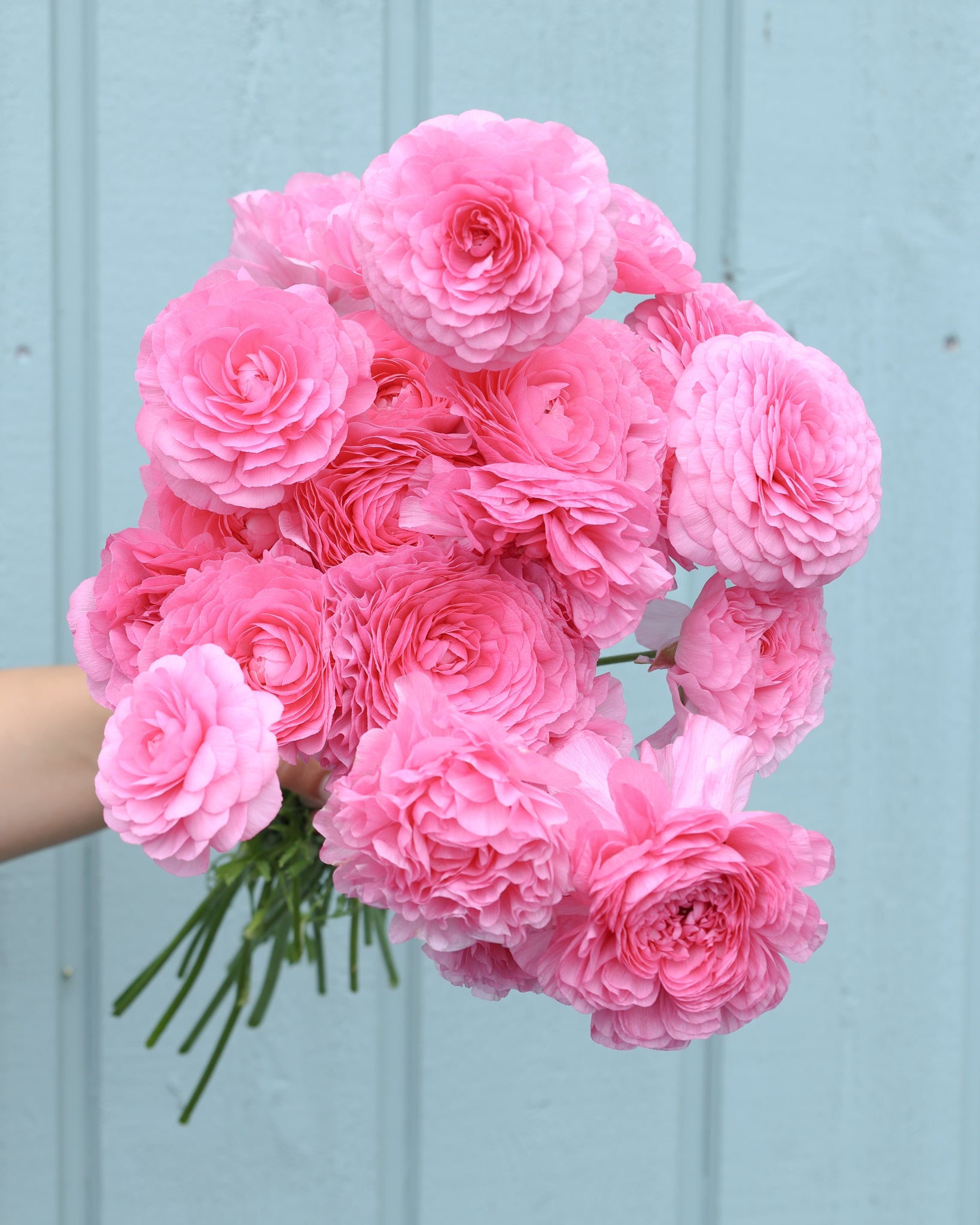 Strauß Ranunkeln in einem zarten Rosa der Sorte Elegance® Rosa 89-02 vor einem blauen Hintergrund.