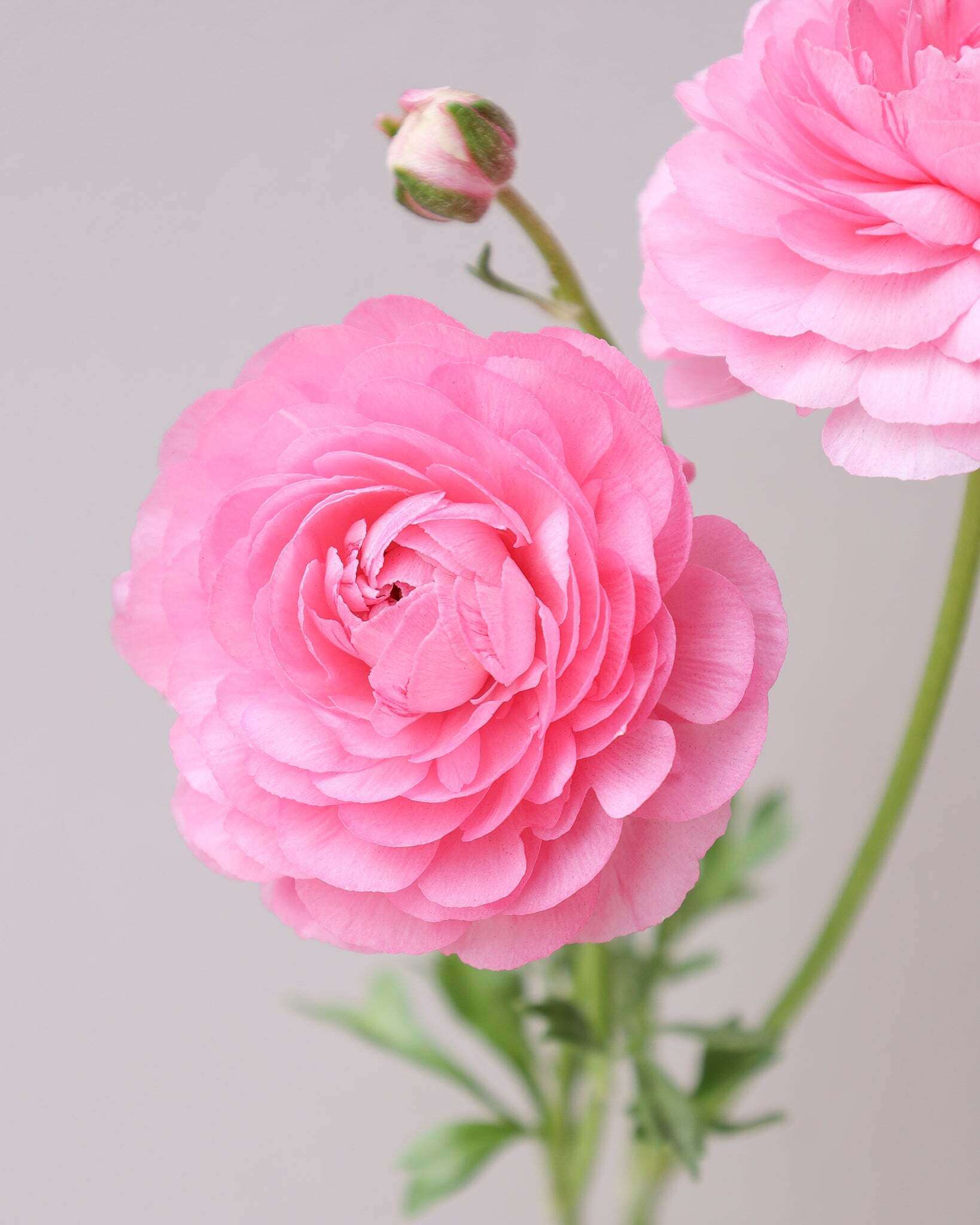 Zwei Ranunkelblüten mit einer Knospe in einem zarten Rosa der Sorte Elegance® Rosa 89-02 vor einem hellen Hintergrund.