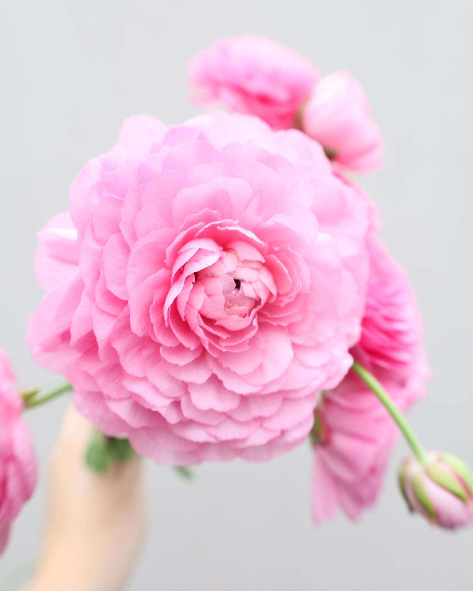 Mehrere Ranunkeln in einem zarten Rosa der Sorte Elegance® Rosa 89-02, von denen eine im Vordergrund ist,  vor einem hellen Hintergrund.