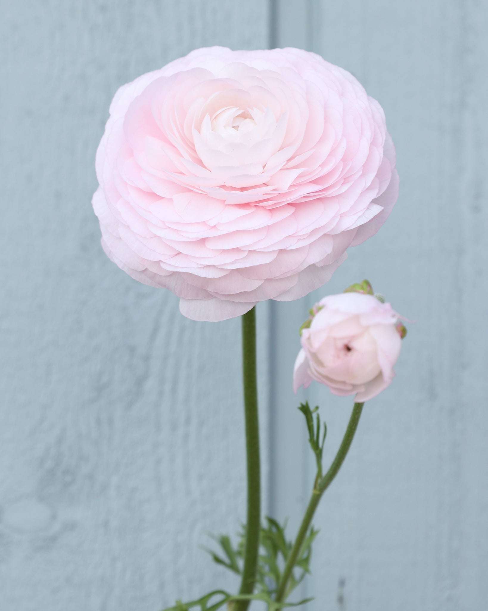 Eine Ranunkelblüte mit Knospe in einem zarten Rosa Sorte Elegance® Chiaro 2P10 vor einem hellblauen Hintergrund.