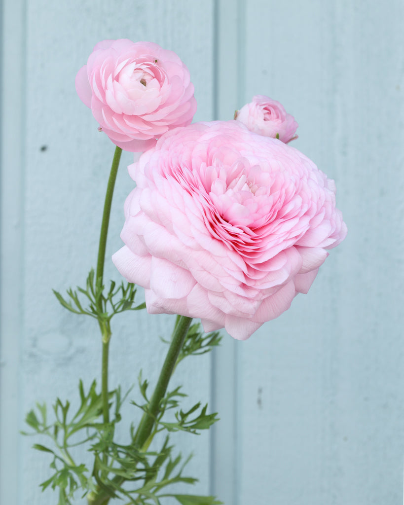 Drei Ranunkeln in einem zarten Rosa Sorte Elegance® Chiaro 2P10 vor einem hellblauen Hintergrund.