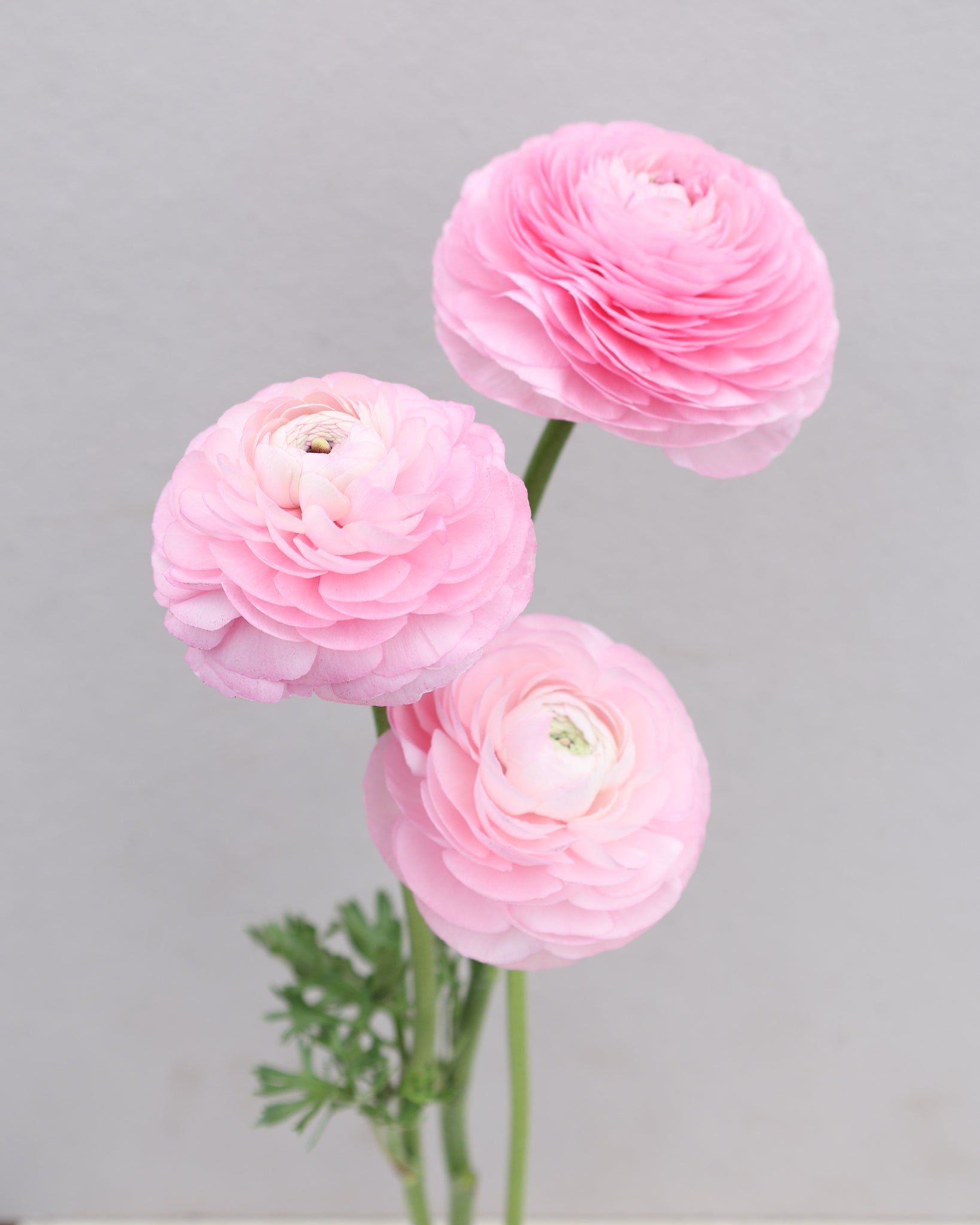 Drei Ranunkeln in einem zarten Rosa Sorte Elegance® Chiaro 2P10 vor einem hellblauen Hintergrund.