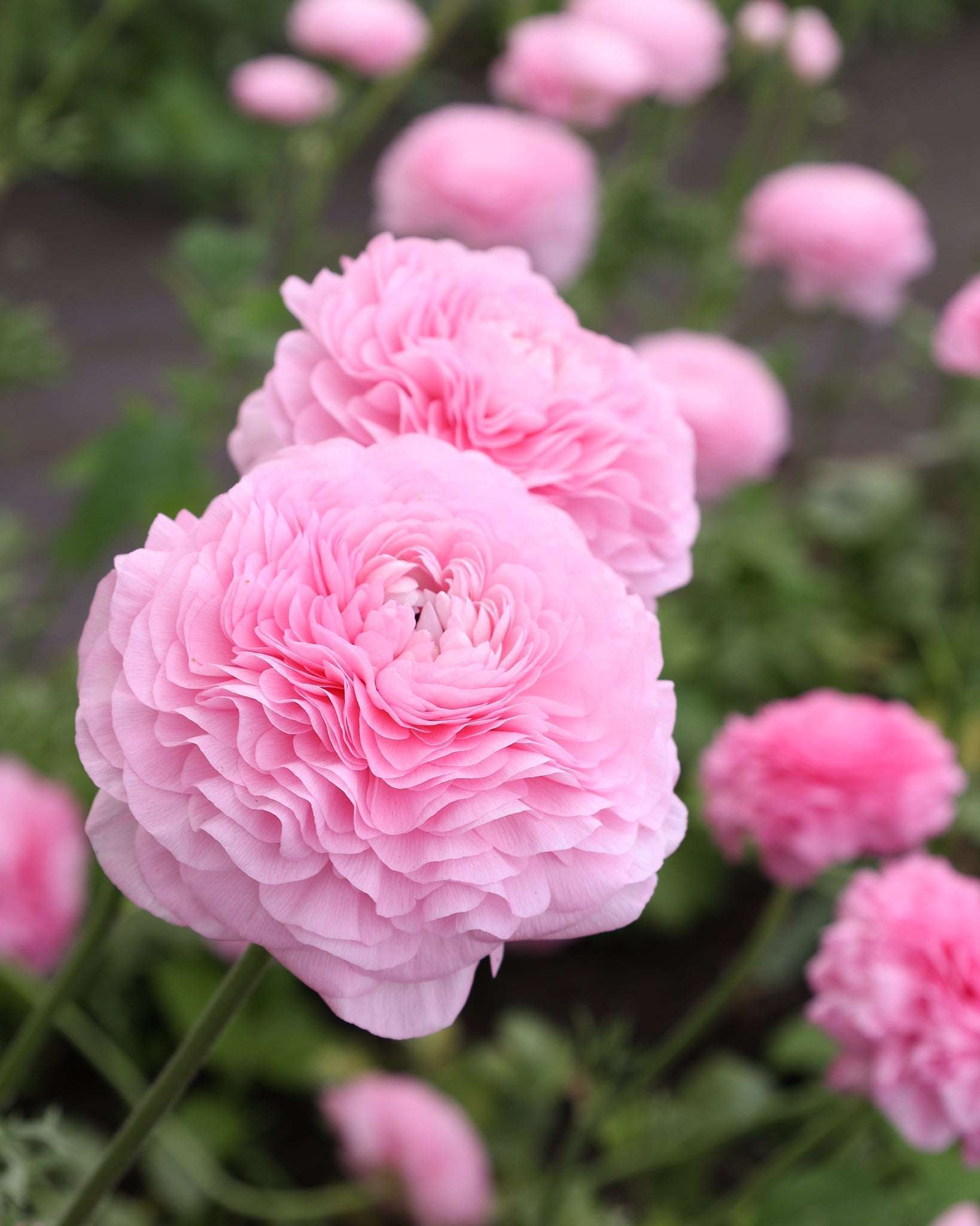 Zwei Ranunkeln in einem zarten Rosa Sorte Elegance® Chiaro 2P10 in einem Ranunkelbeet..