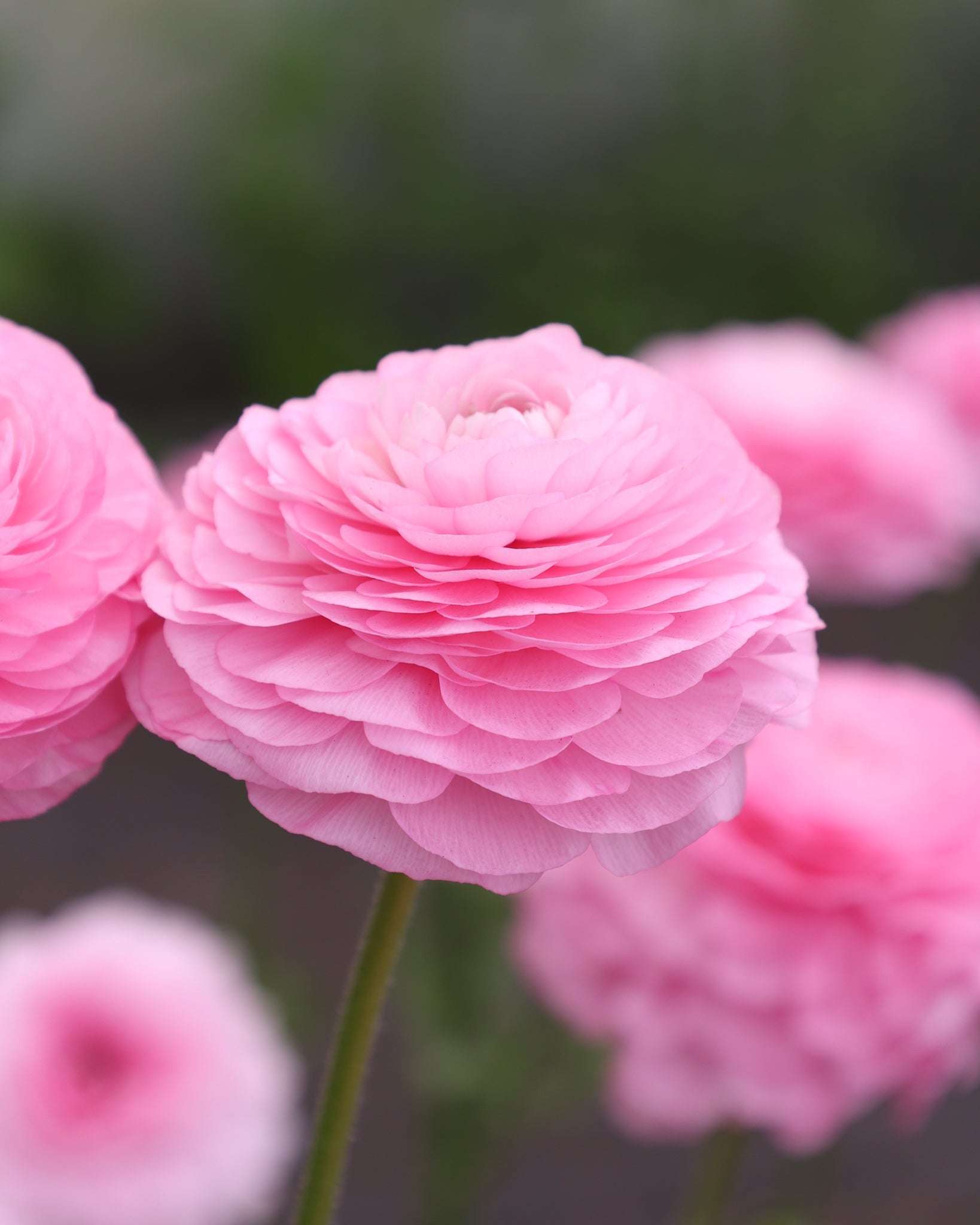 Eine Ranunkel in einem zarten Rosa Sorte Elegance® Chiaro 2P10 in einem Ranunkelbeet.