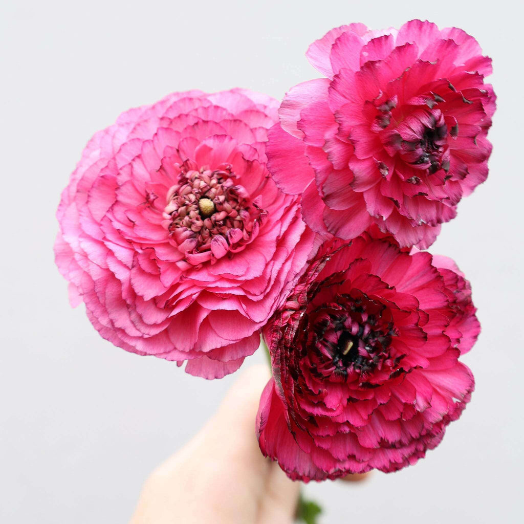 Drei Ranunkeln in einem kräftigen Pink bis Magenta und bordeauxfarbenen Blütenrändern der Sorte Elegance® Rosa Striato vor einem hellen Hintergrund. 