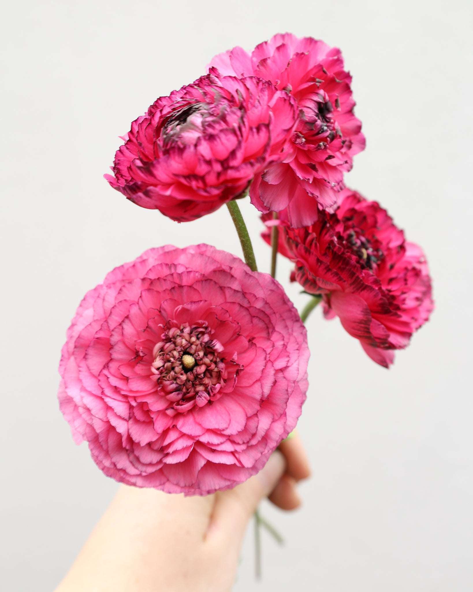 Vier Ranunkeln in einem kräftigen Pink bis Magenta und bordeauxfarbenen Blütenrändern der Sorte Elegance® Rosa Striato vor einem hellen Hintergrund.