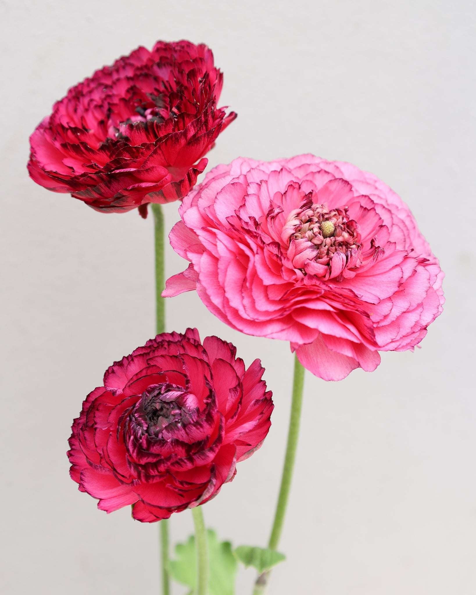 Drei Ranunkeln in einem kräftigen Pink bis Magenta und bordeauxfarbenen Blütenrändern der Sorte Elegance® Rosa Striato vor einem hellen Hintergrund.