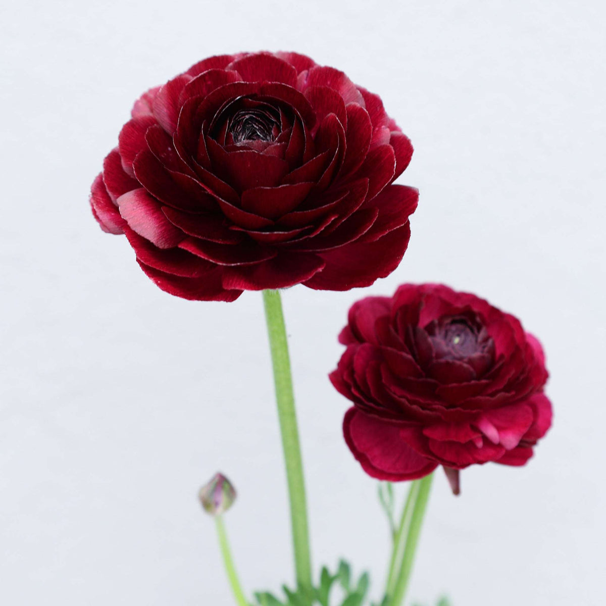 Viola Ranunculus Ranunkel 'Elegance® Viola 06' - Knollen von Gartenzauber | Gartenzauber