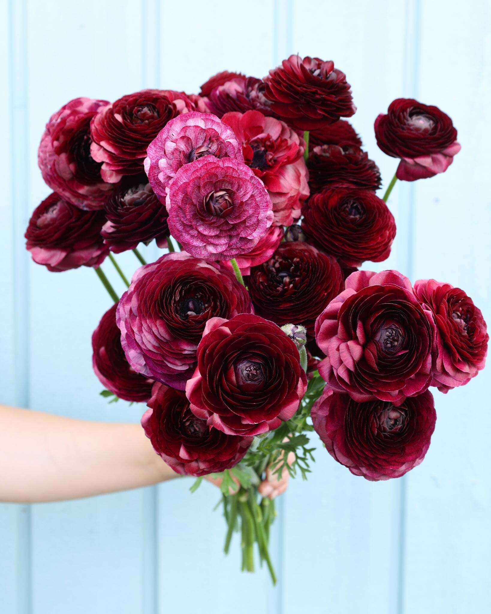 Strauß Ranunkeln in einem tiefen Bordeauxrot der Sorte Elegance® Viola 06 vor einem hellblauen Hintergrund.