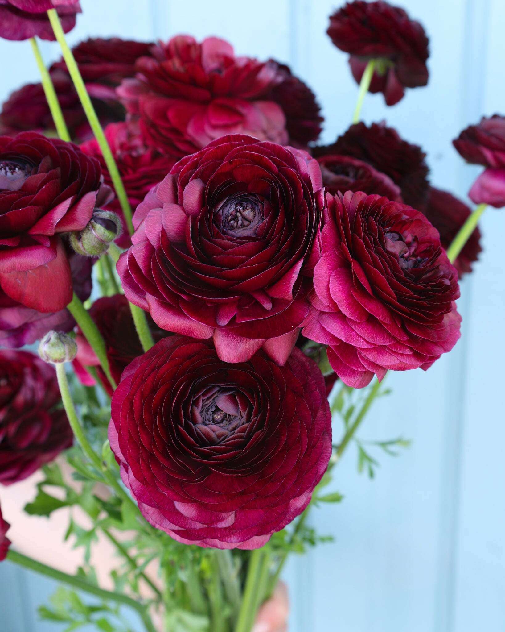 Strauß Ranunkeln in einem tiefen Bordeauxrot der Sorte Elegance® Viola 06 vor einem hellblauen Hintergrund.
