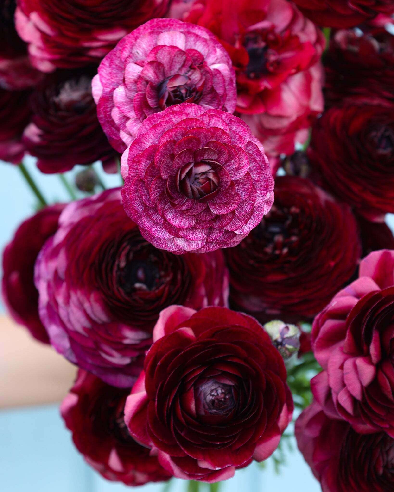 Strauß Ranunkeln in einem tiefen Bordeauxrot der Sorte Elegance® Viola 06 vor einem hellblauen Hintergrund.