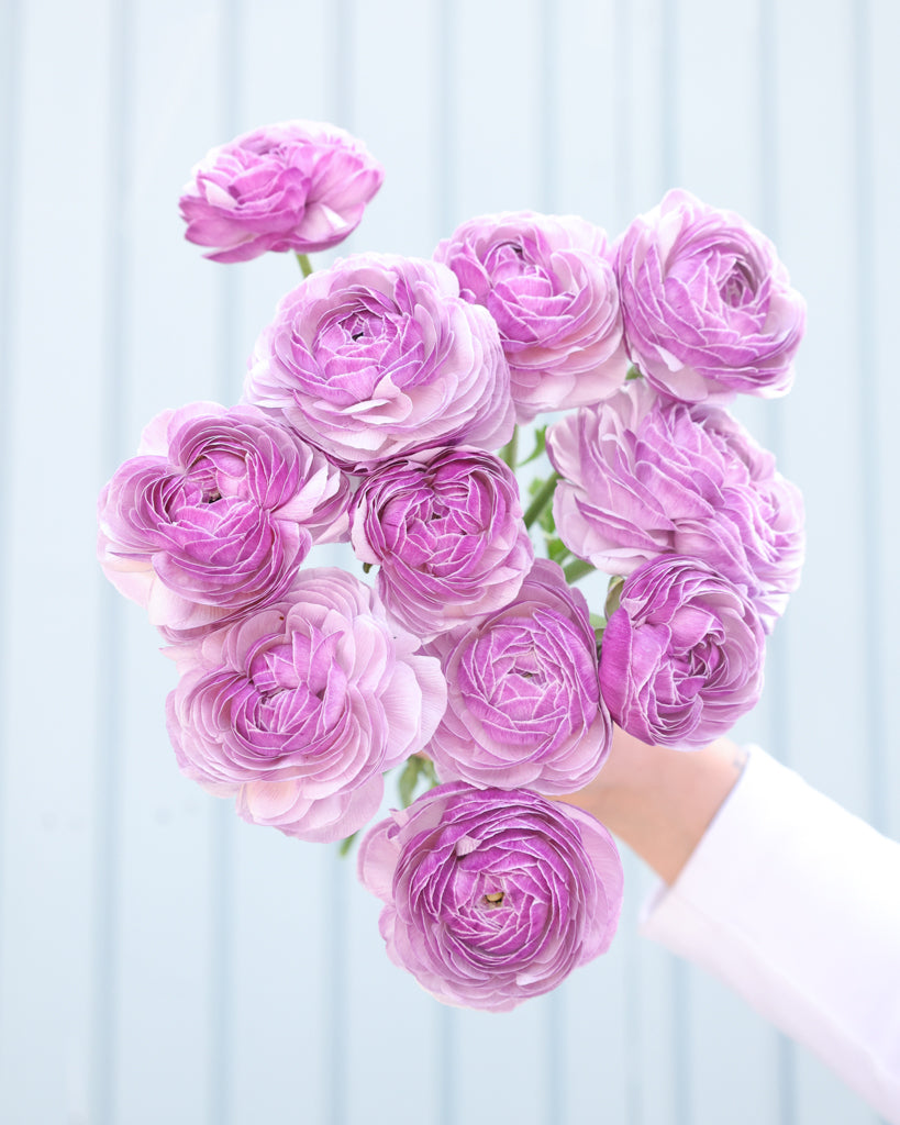 Gefüllte Blüten der Ranunkel Cloni Success® Nonno Antonio in zartem Violett mit silbrigem Schimmer