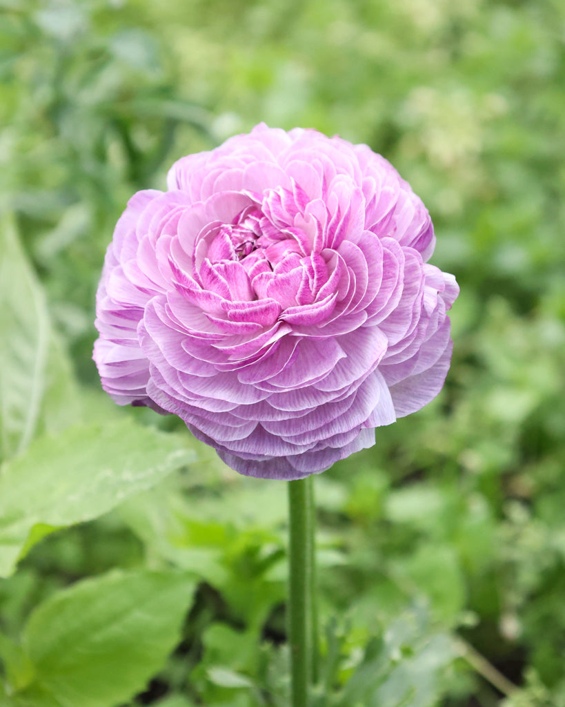 Gefüllte Blüten der Ranunkel Cloni Success® Nonno Antonio in zartem Violett mit silbrigem Schimmer