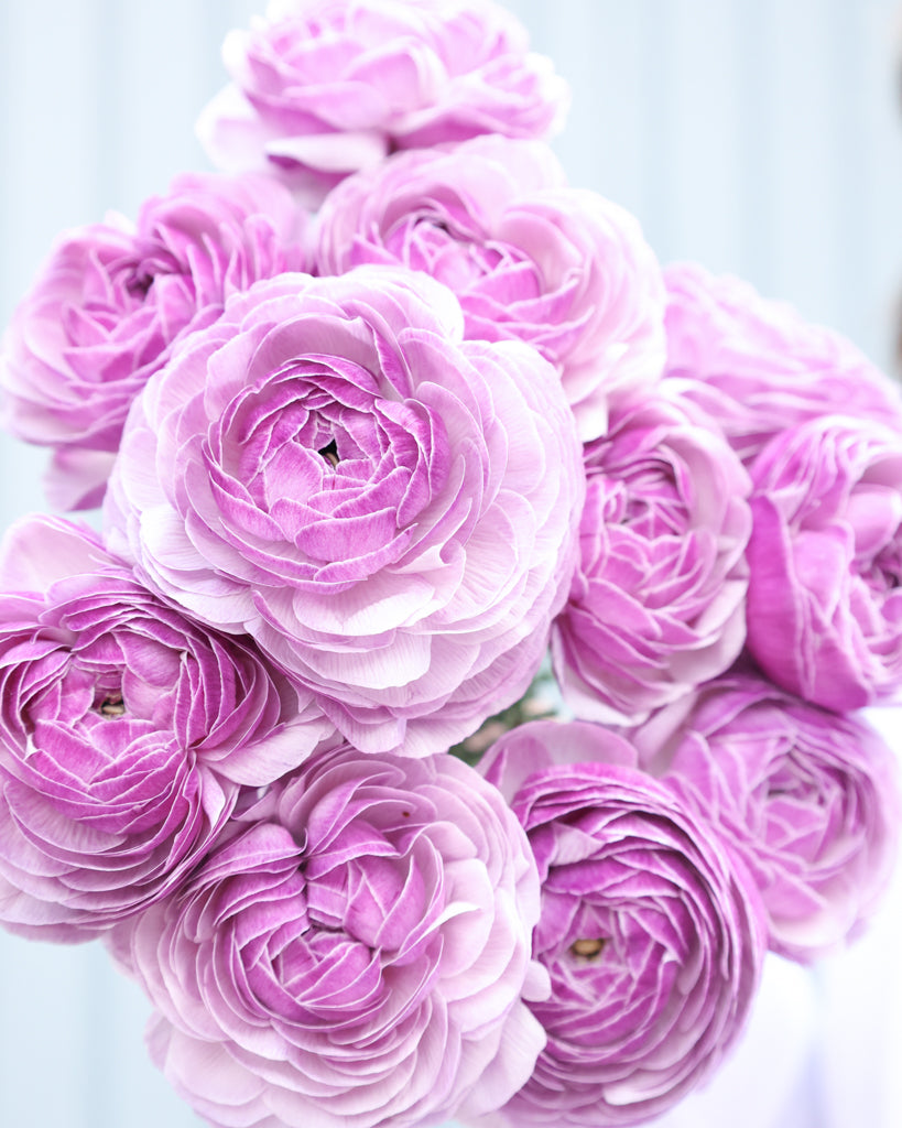 Gefüllte Blüten der Ranunkel Cloni Success® Nonno Antonio in zartem Violett mit silbrigem Schimmer