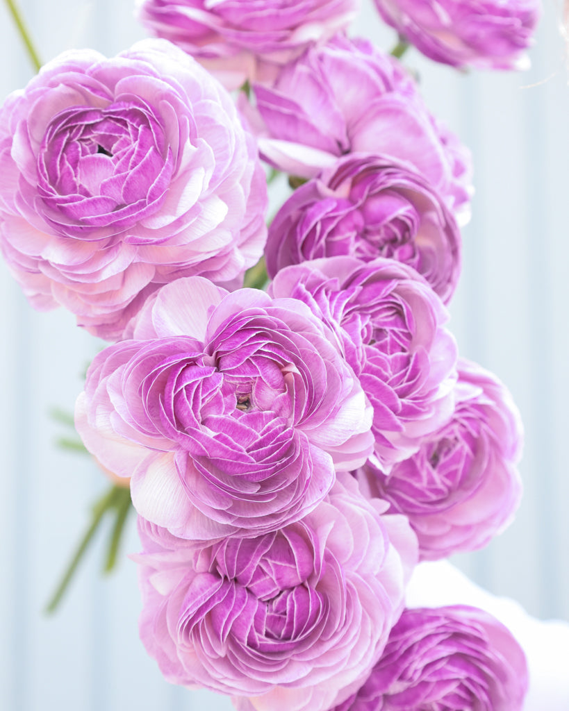 Gefüllte Blüten der Ranunkel Cloni Success® Nonno Antonio in zartem Violett mit silbrigem Schimmer