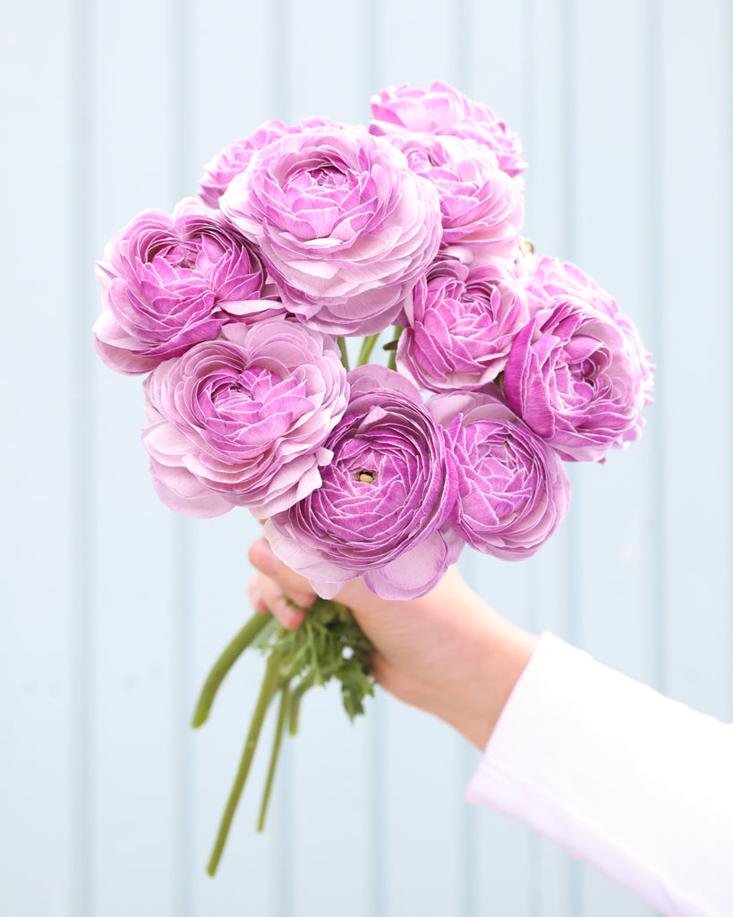 Gefüllte Blüten der Ranunkel Cloni Success® Nonno Antonio in zartem Violett mit silbrigem Schimmer