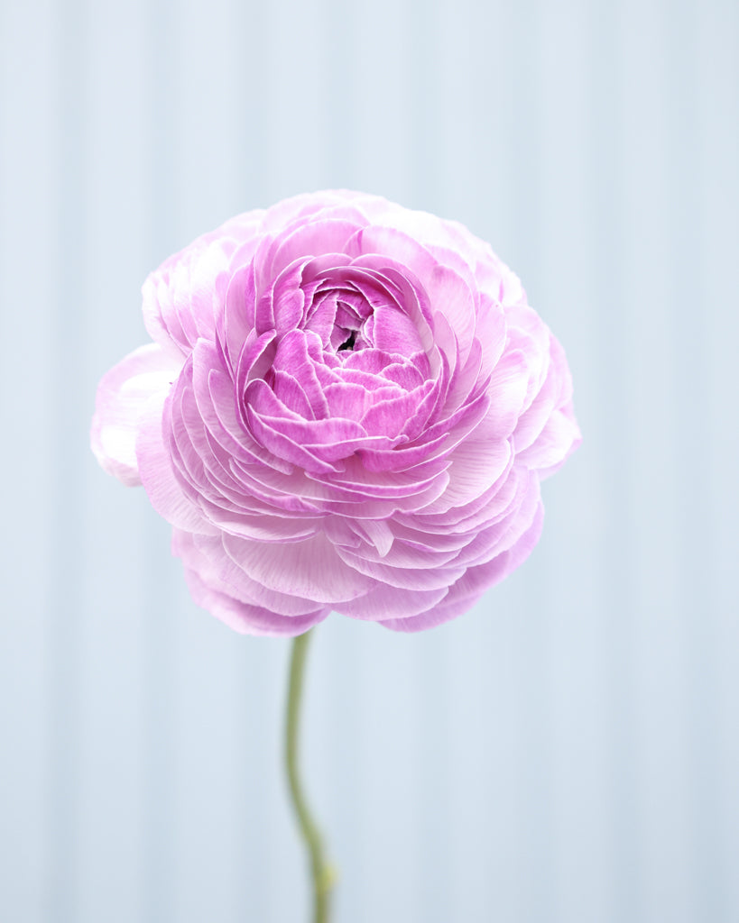 Gefüllte Blüte der Ranunkel Cloni Success® Nonno Antonio in zartem Violett mit silbrigem Schimmer